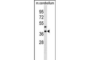 Mouse Crkl Antibody (C-term) (ABIN1537000 and ABIN2838331) western blot analysis in mouse cerebellum tissue lysates (35 μg/lane). (CrkL anticorps  (C-Term))