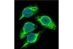 Confocal immunofluorescent analysis of STRA8 Antibody