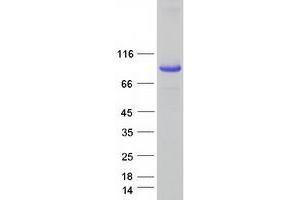 Validation with Western Blot