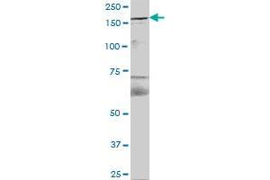 FYCO1 MaxPab polyclonal antibody. (FYCO1 anticorps  (AA 1-255))