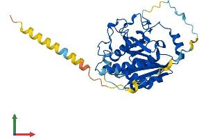 AlphaFold protein structure predicition of Mouse Recombinant Gbgt1 Protein, UniprotID Q8VI38