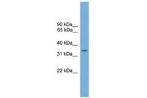 SLC35A4 antibody used at 0.