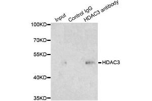 Immunoprecipitation analysis of 200 μg extracts of 293T cells using 1 μg HDAC3 antibody (ABIN5971166). (HDAC3 anticorps)