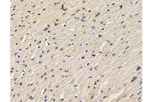 ABIN7096497 and ABIN7100561 at 1/100 staining mouse heart tissue by IHC-P.