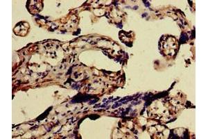 Immunohistochemistry of paraffin-embedded human placenta tissue using ABIN7153247 at dilution of 1:100 (FURIN anticorps  (AA 520-701))