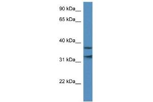 WB Suggested Anti-MORF4L1 Antibody Titration:  0. (MORF4L1 anticorps  (N-Term))