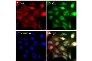 Immunofluorescence (IF) image for anti-Thymidylate Synthetase (TYMS) (AA 1-313), (N-Term) antibody (ABIN452662) (TYMS anticorps  (N-Term))