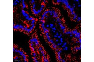 Immunofluorescence of paraffin embedded rat small intestine using Annexin-A4 (ABIN7073066) at dilution of 1: 1800 (400x lens)