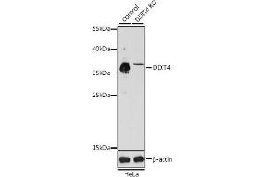 Western blot analysis of extracts from normal (control) and DDIT4 knockout (KO) HeLa cells, using DDIT4 antibody (ABIN6130875, ABIN6139466, ABIN6139468 and ABIN7101822) at 1:1000 dilution. (DDIT4 anticorps  (AA 1-232))