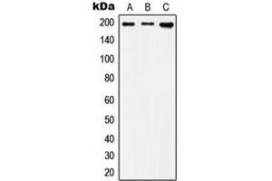 Western blot analysis of IQGAP1 expression in Jurkat (A), HUVEC (B), F9 (C) whole cell lysates.