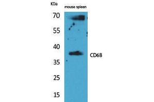 Western Blotting (WB) image for anti-CD68 Molecule (CD68) (Internal Region) antibody (ABIN3187745) (CD68 anticorps  (Internal Region))