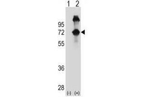 Western blot analysis of ASPSCR1 (arrow) using rabbit polyclonal ASPSCR1 Antibody (N-term) .