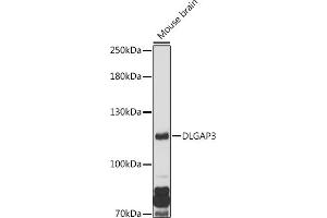 Western blot analysis of extracts of Mouse brain, using DLG antibody (ABIN7266791) at 1:1000 dilution. (DLGAP3 anticorps  (AA 1-100))