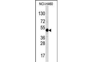 Western blot analysis of TFA Antibody (C-term) (ABIN388694 and ABIN2838770) in NCI- cell line lysates (35 μg/lane). (TFAP2A anticorps  (C-Term))