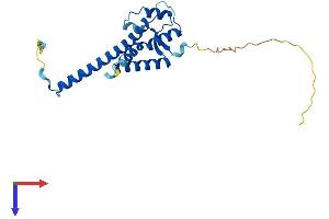 AlphaFold protein structure predicition of Human Recombinant TMA16 Protein, UniprotID Q96EY4