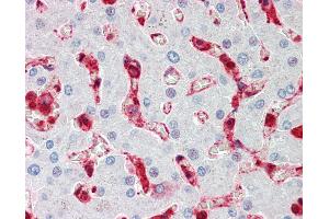 Anti-CFL1 / Cofilin antibody IHC staining of human liver.