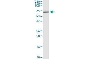 Immunoprecipitation of FANCC transfected lysate using anti-FANCC MaxPab rabbit polyclonal antibody and Protein A Magnetic Bead , and immunoblotted with FANCC purified MaxPab mouse polyclonal antibody (B01P) .