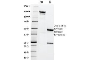 SDS-PAGE Analysis Purified MRP1 Mouse Monoclonal Antibody (MRP1/1344). (ABCC1 anticorps)