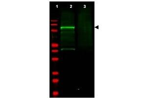 Image no. 1 for anti-Golgi-Associated, gamma Adaptin Ear Containing, ARF Binding Protein 3 (GGA3) (AA 400-415) antibody (ABIN401317) (GGA3 anticorps  (AA 400-415))