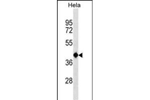 TSEN2 Antibody (N-term) (ABIN1539097 and ABIN2838137) western blot analysis in Hela cell line lysates (35 μg/lane). (TSEN2 anticorps  (N-Term))