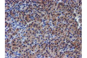 Immunohistochemical staining of paraffin-embedded Human pancreas tissue using anti-RPS6KB1 mouse monoclonal antibody. (RPS6KB1 anticorps)