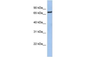 Western Blotting (WB) image for anti-Nuclear Factor (erythroid-Derived 2)-Like 1 (NFE2L1) antibody (ABIN2463963) (NFE2L1 anticorps)