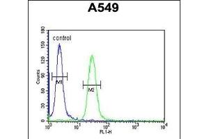 BUB1A Antibody (N-term) (ABIN651630 and ABIN2840336) flow cytometric analysis of A549 cells (right histogram) compared to a negative control cell (left histogram). (BUB1 anticorps  (N-Term))