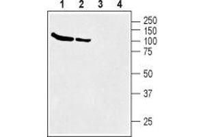 Western blot analysis of rat (lanes 1 and 3) and mouse (lanes 2 and 4) brain membranes: - 1,2.