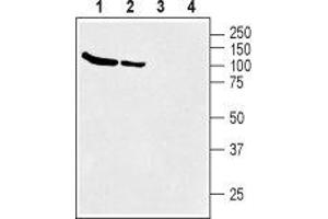 Western blot analysis of rat (lanes 1 and 3) and mouse (lanes 2 and 4) brain membranes: - 1,2. (SLC6A12 anticorps  (Intracellular, N-Term))