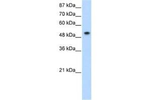 Western Blotting (WB) image for anti-Small Nuclear Ribonucleoprotein 70kDa (U1) (SNRNP70) antibody (ABIN2462076) (SNRNP70 anticorps)