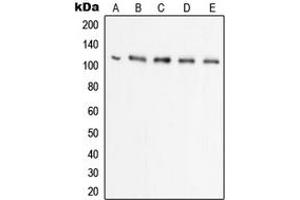 Western blot analysis of UBA7 expression in Raji (A), HL60 (B), HeLa (C), THP1 (D), A549 (E) whole cell lysates.