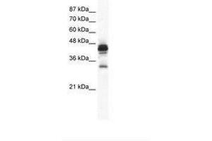 Image no. 1 for anti-Gap Junction Protein, gamma 3, 30.2kDa (GJc3) (C-Term) antibody (ABIN202149) (GJC3 anticorps  (C-Term))