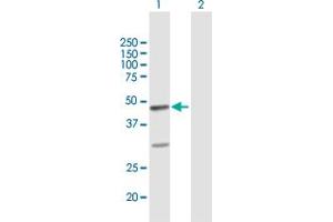 Western Blot analysis of FAIM3 expression in transfected 293T cell line by FAIM3 MaxPab polyclonal antibody. (FAIM3 anticorps  (AA 1-390))