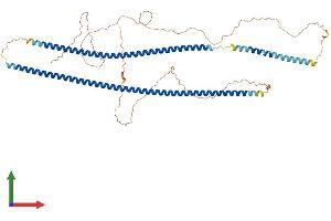 AlphaFold protein structure predicition of Human Recombinant KRT5 Protein, UniprotID P13647
