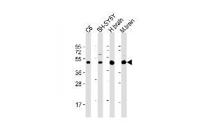 All lanes : Anti-SLC2A3 Antibody (C-Term) at 1:2000 dilution Lane 1: C6 whole cell lysate Lane 2: SH-SY5Y whole cell lysate Lane 3: human brain lysate Lane 4: mouse brain lysate Lysates/proteins at 20 μg per lane. (SLC2A3 anticorps  (AA 432-463))