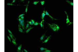 Immunofluorescence staining of Hela cells with ABIN7152837 at 1:150, counter-stained with DAPI.