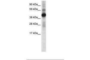 Image no. 1 for anti-cAMP Responsive Element Binding Protein 1 (CREB1) (N-Term) antibody (ABIN6736072) (CREB1 anticorps  (N-Term))