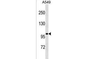 SLN13 Antibody (C-term) (ABIN1537514 and ABIN2849667) western blot analysis in A549 cell line lysates (35 μg/lane). (SLN13 anticorps  (C-Term))