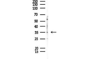 anti-Galectin 4 (LGALS4) (N-Term) antibody