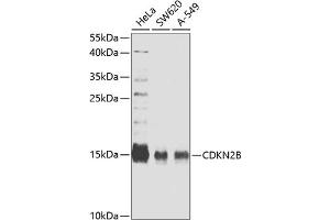Western blot analysis of extracts of various cell lines, using CDKN2B antibody (ABIN6130218, ABIN6138346, ABIN6138347 and ABIN6221340) at 1:827 dilution. (CDKN2B anticorps  (AA 1-138))