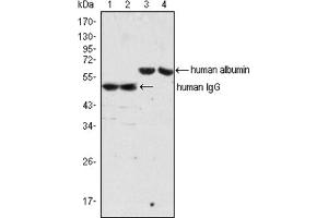 Western Blotting (WB) image for Mouse anti-Human IgG antibody (ABIN1107689) (Souris anti-Humain IgG Anticorps)