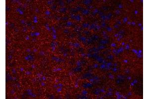 Indirect immunostaining of PFA fixed mouse brain section (1 : 200; red). (Synaptoporin anticorps  (C-Term))