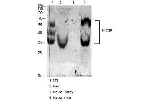 Western blot analysis of various cell Lysate, antibody was diluted at 1:1000. (M-CSF/CSF1 anticorps  (C-Term))