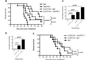Combination therapy with Cy/GVAX and PD-1 or PD-L1 blockade improves clinical outcomes in a PDA mouse model.