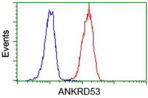 Image no. 4 for anti-Ankyrin Repeat Domain 53 (ANKRD53) (AA 1-300) antibody (ABIN1490720) (ANKRD53 anticorps  (AA 1-300))