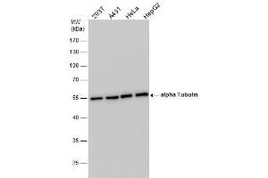 WB Image alpha Tubulin antibody detects alpha Tubulin protein by western blot analysis. (alpha Tubulin anticorps)