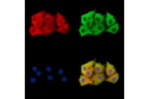 ABIN7096070 and ABIN7100132 staining Hela cells by IF/ICC. (FAM54A anticorps)