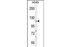 Western blot analysis in A549 cell line lysates (35ug/lane). (WDR52 anticorps  (C-Term))