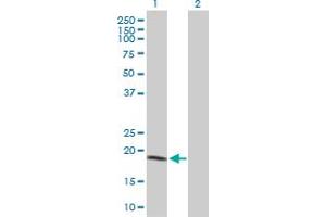 Western Blot analysis of NME1 expression in transfected 293T cell line by NME1 MaxPab polyclonal antibody. (NME1 anticorps  (AA 1-177))