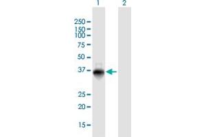Western Blot analysis of ZNF391 expression in transfected 293T cell line by ZNF391 MaxPab polyclonal antibody. (ZNF391 anticorps  (AA 1-358))